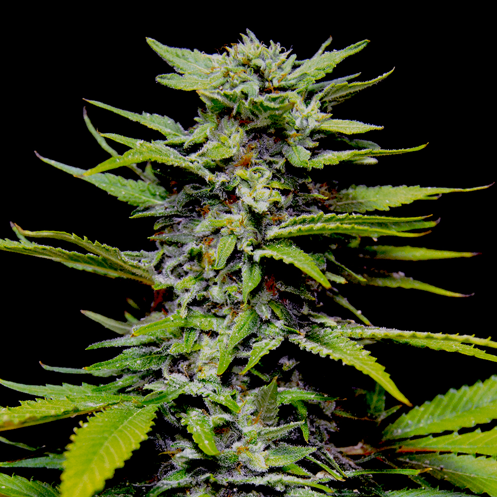 Blueberry Gum G13 Labs