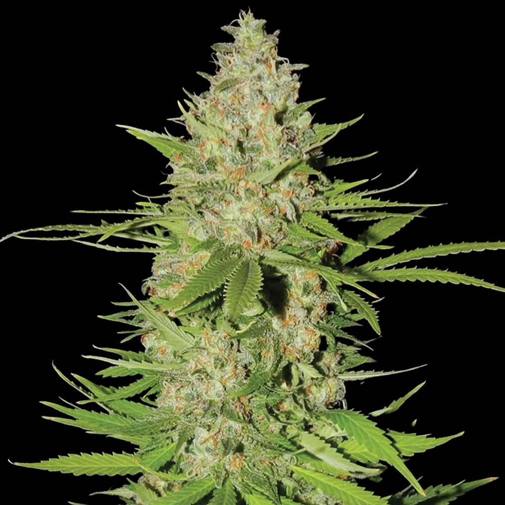 Blueberry Gum #2 G13 Labs