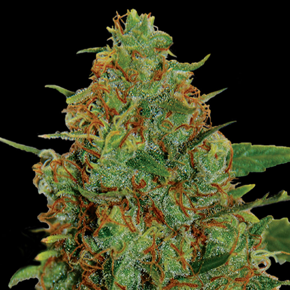 C99 G13 Labs