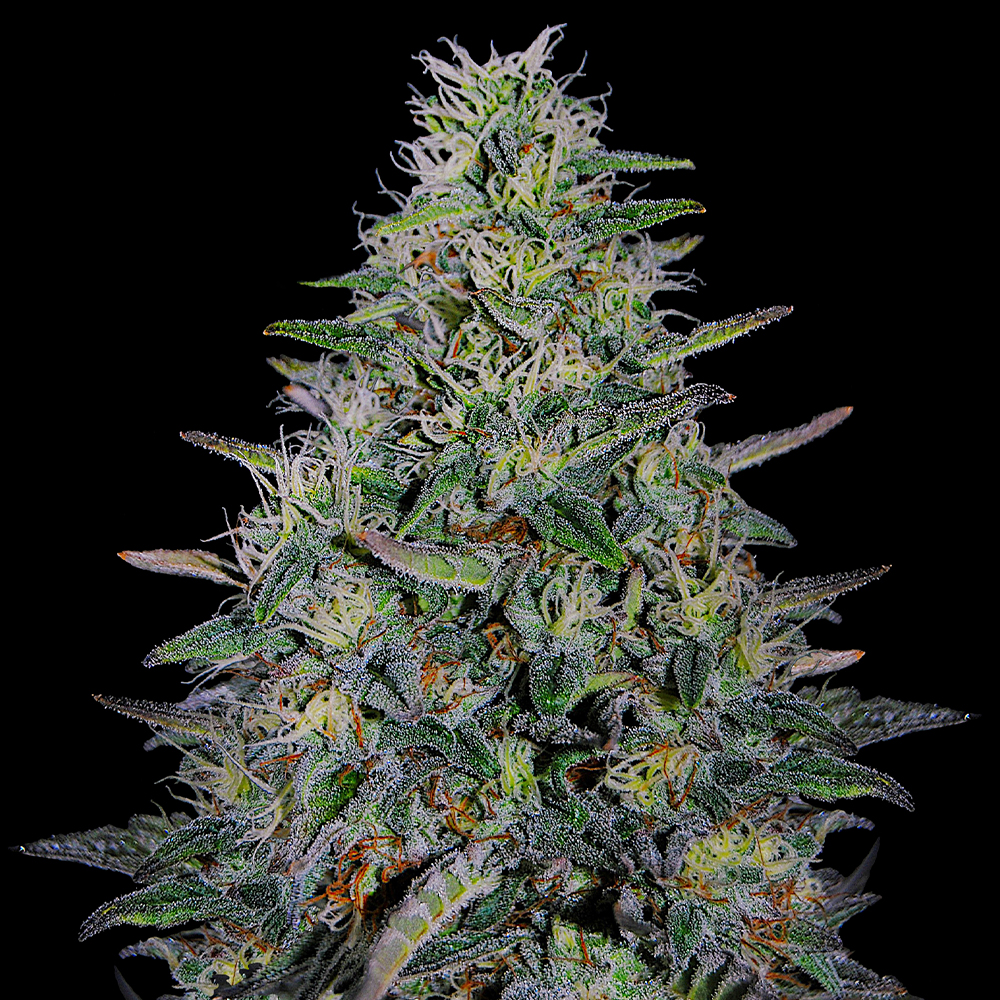 Cherry Pavlova G13 Labs