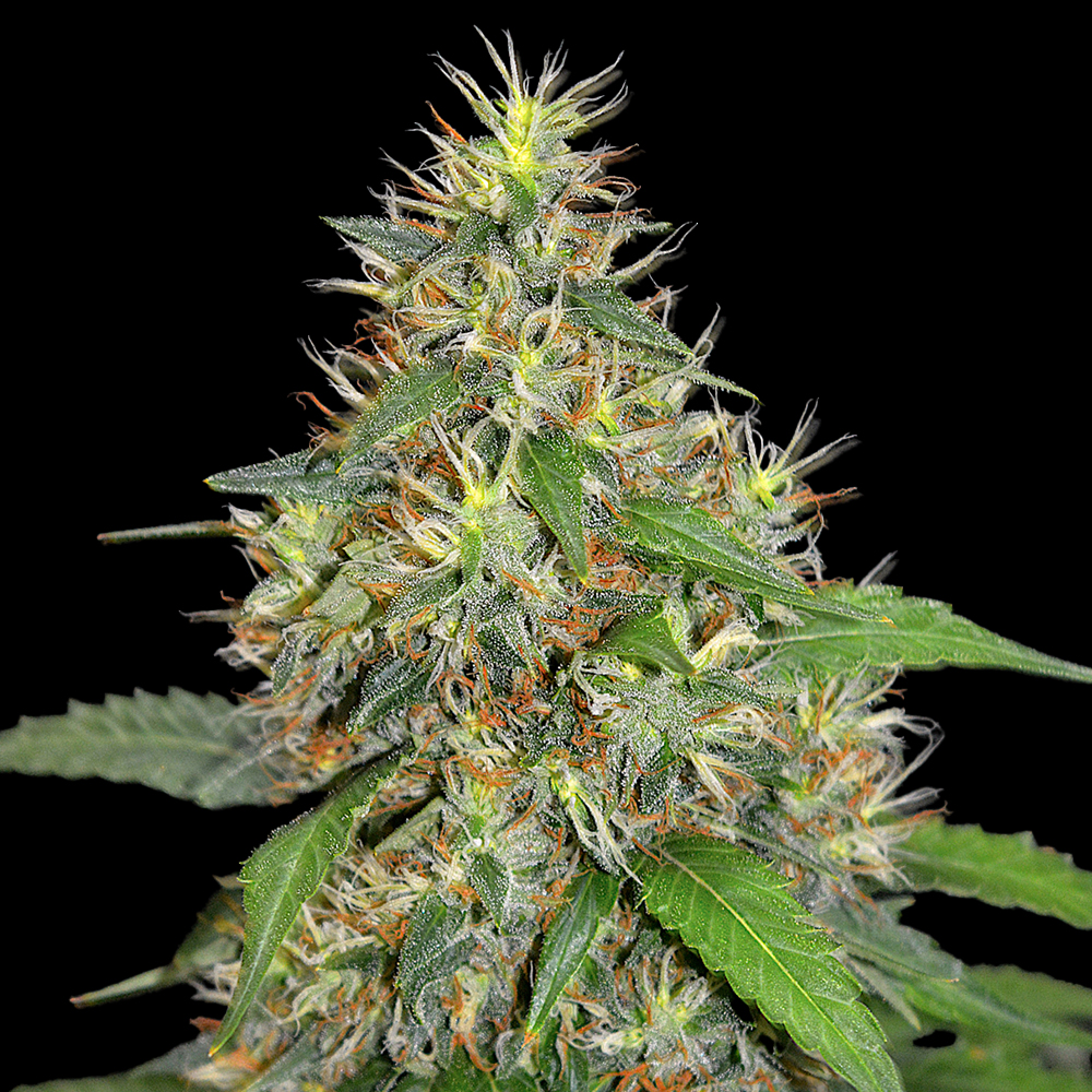 Chocolate Heaven G13 Labs