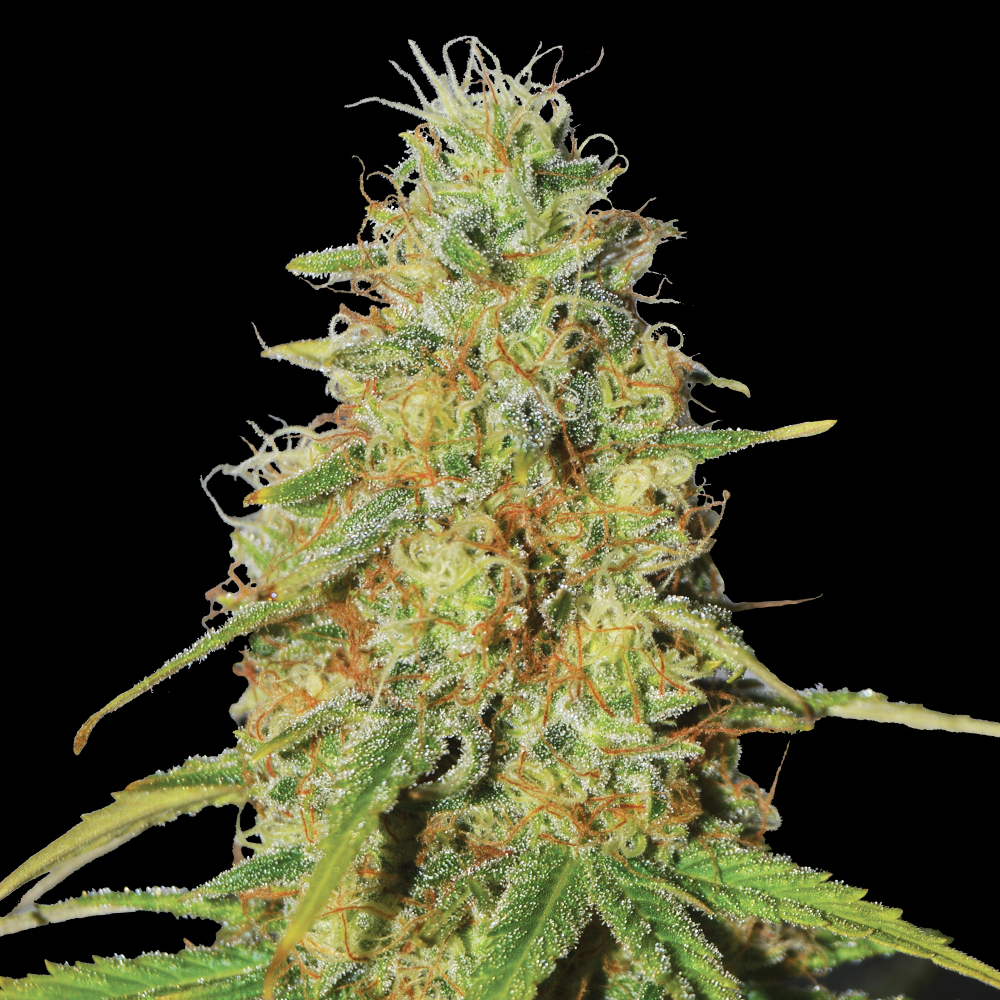 Double Black G13 Labs