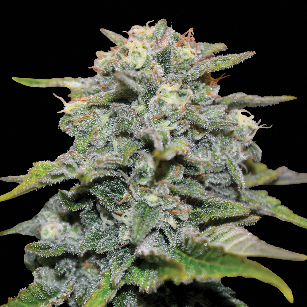 Gigabud G13 Labs