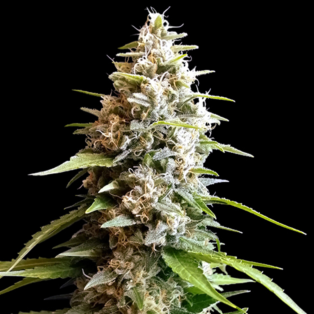 Maltezerz G13 Labs