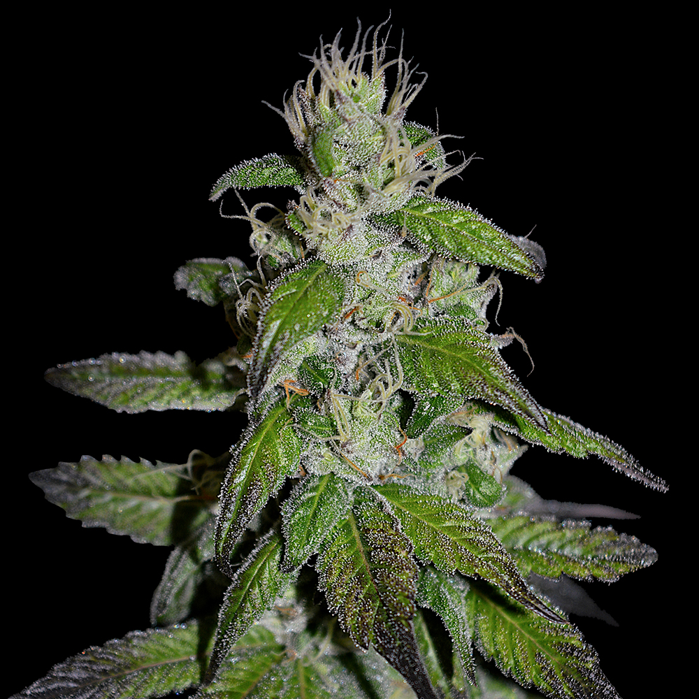 Midnight Kush G13 Labs
