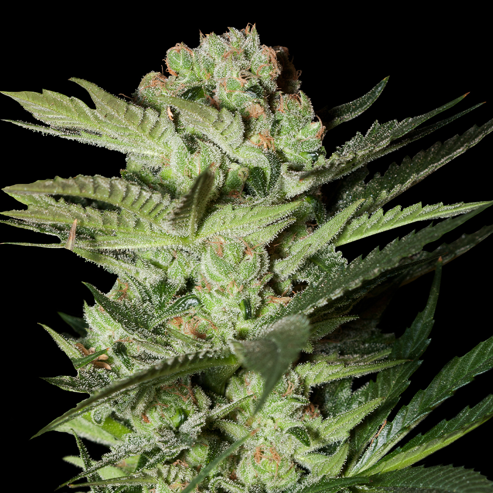 Mozzarella G13 Labs