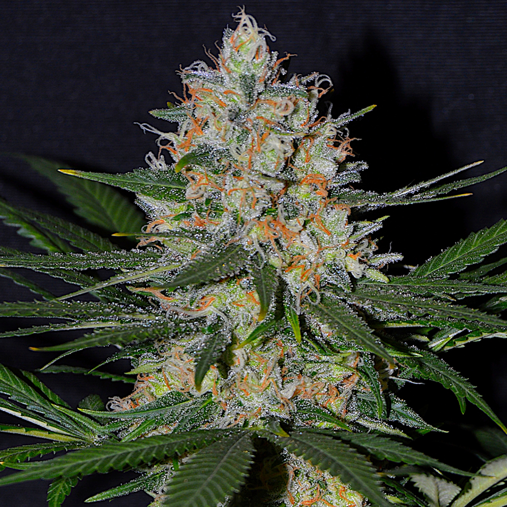 NL Automatic G13 Labs