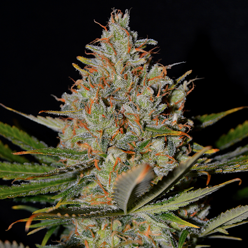 Northern Lights x Skunk G13 Labs
