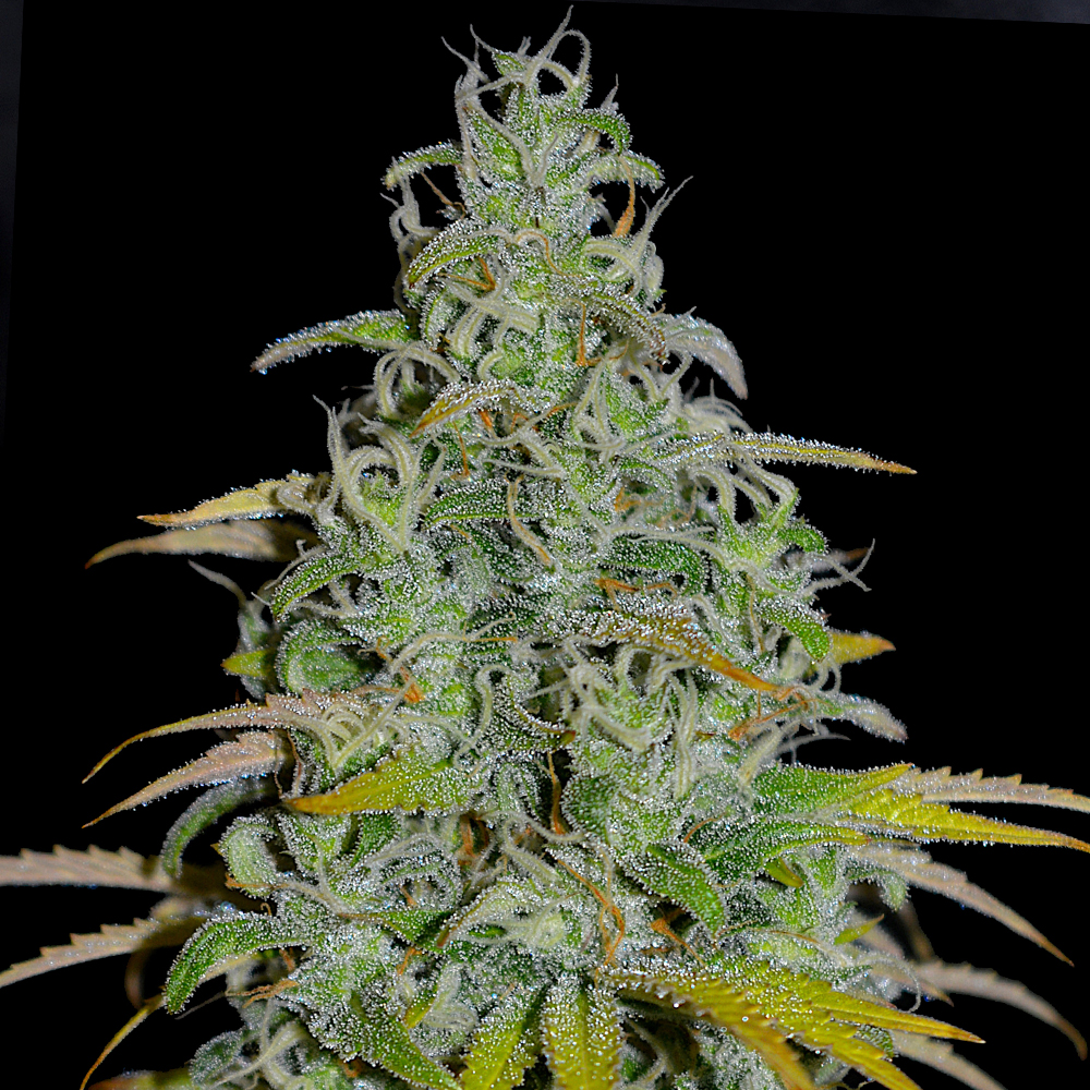 OG13 G13 Labs