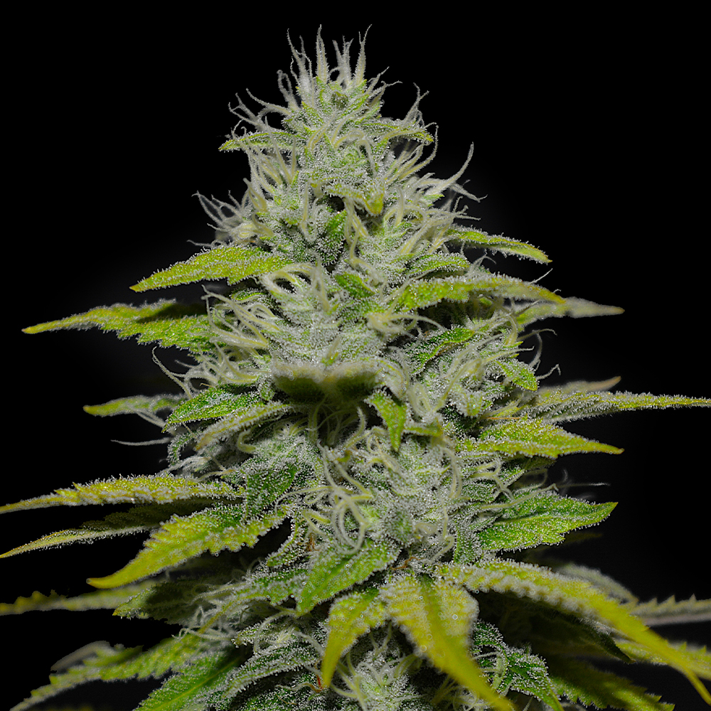 Peach Puree CBD G13 Labs