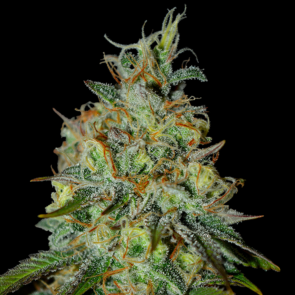 Picante G13 Labs