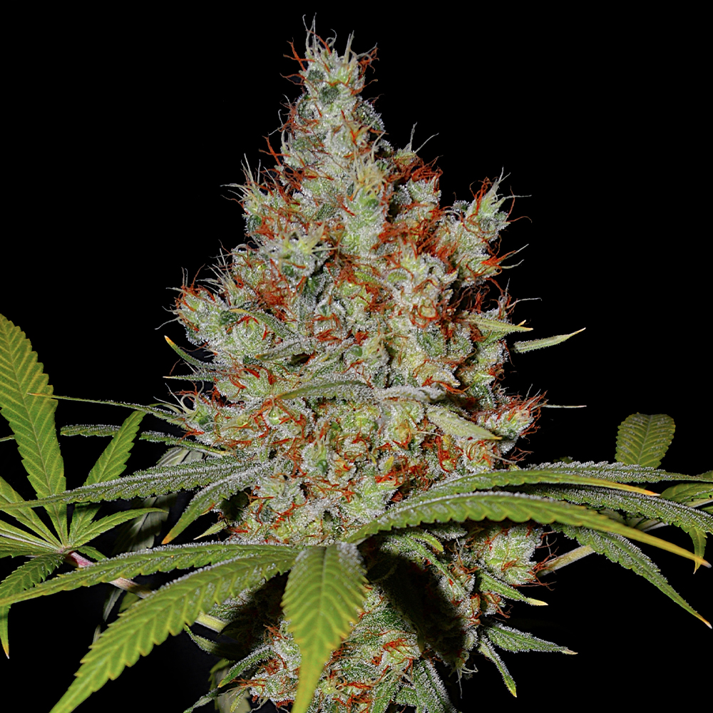 Pineapple Express G13 Labs