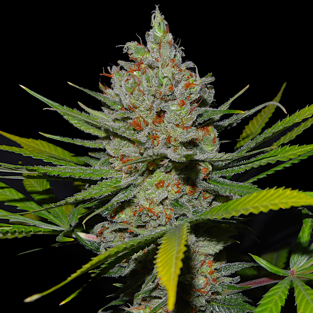 Pineapple Express #2 G13 Labs