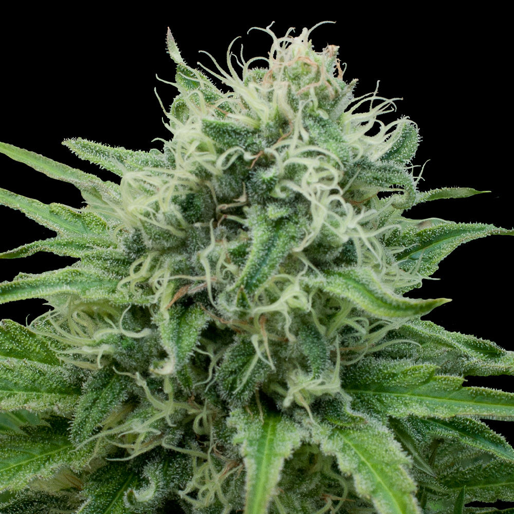 Raw Diesel G13 Labs