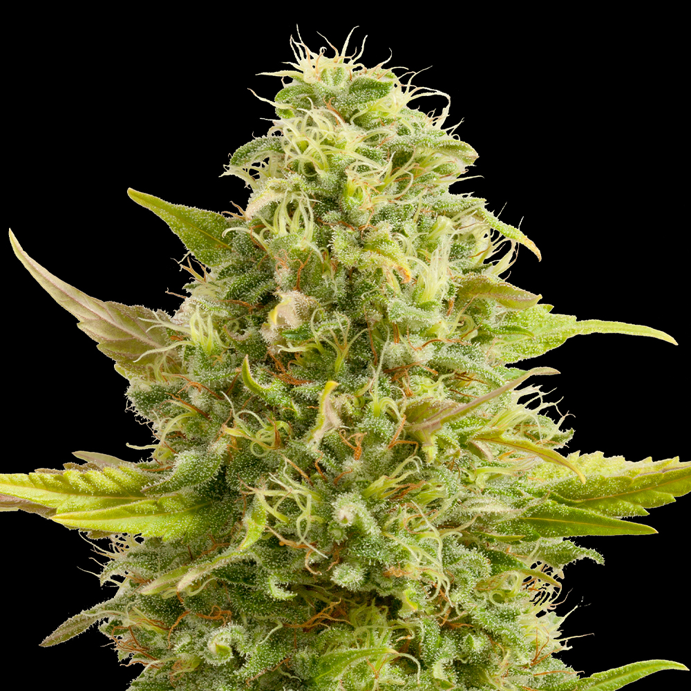 Royal Kush G13 Labs