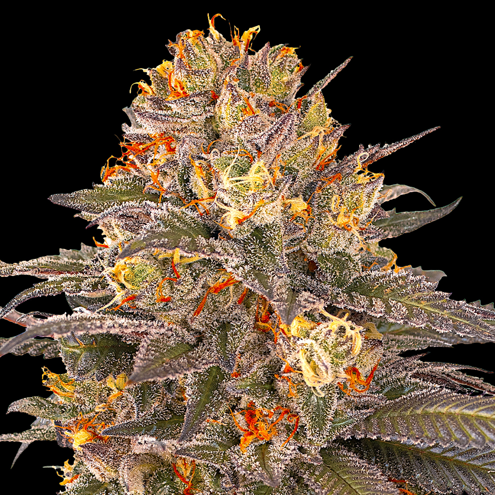 Six Senses G13 Labs