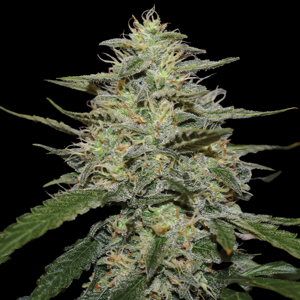 Skunk #1 G13 Labs
