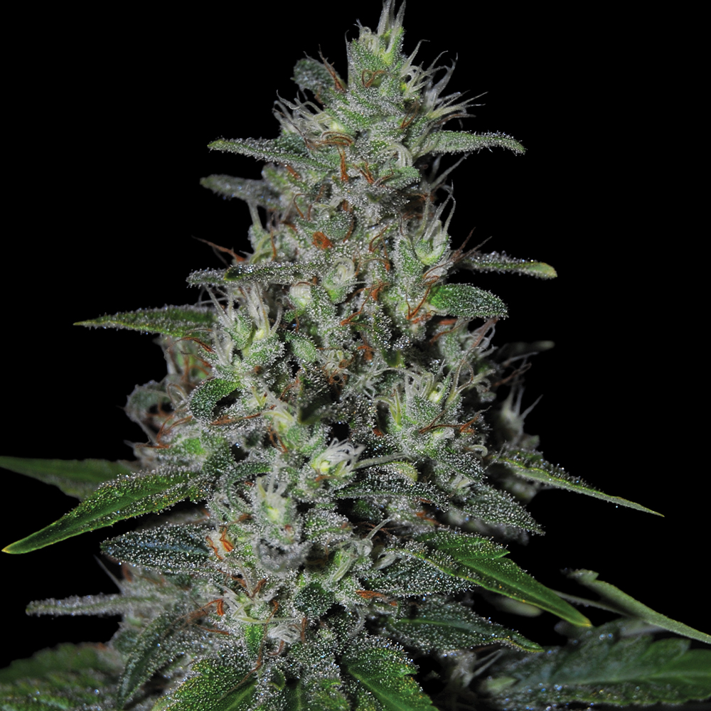 Super Skunk G13 Labs