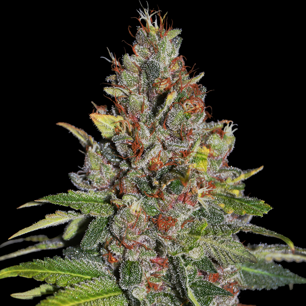 Tropical Punch G13 Labs