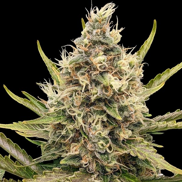 White Critical G13 Labs
