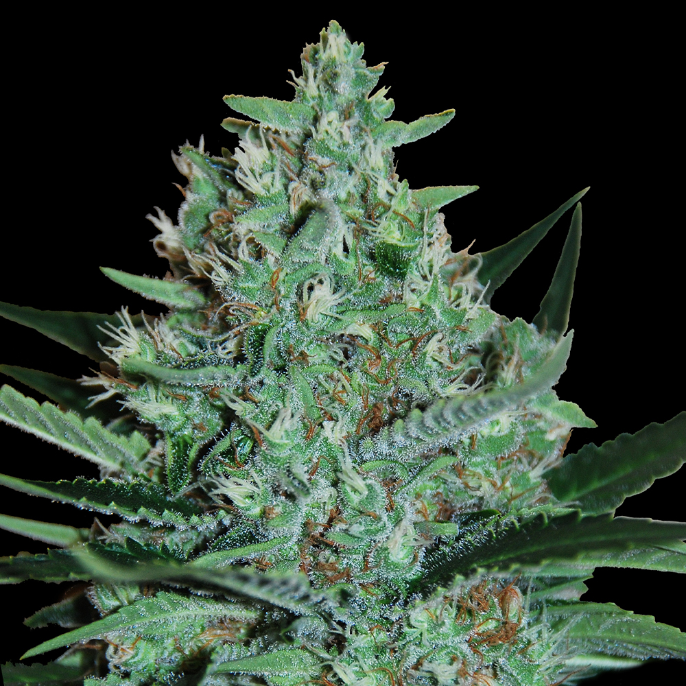 White Lavender G13 Labs