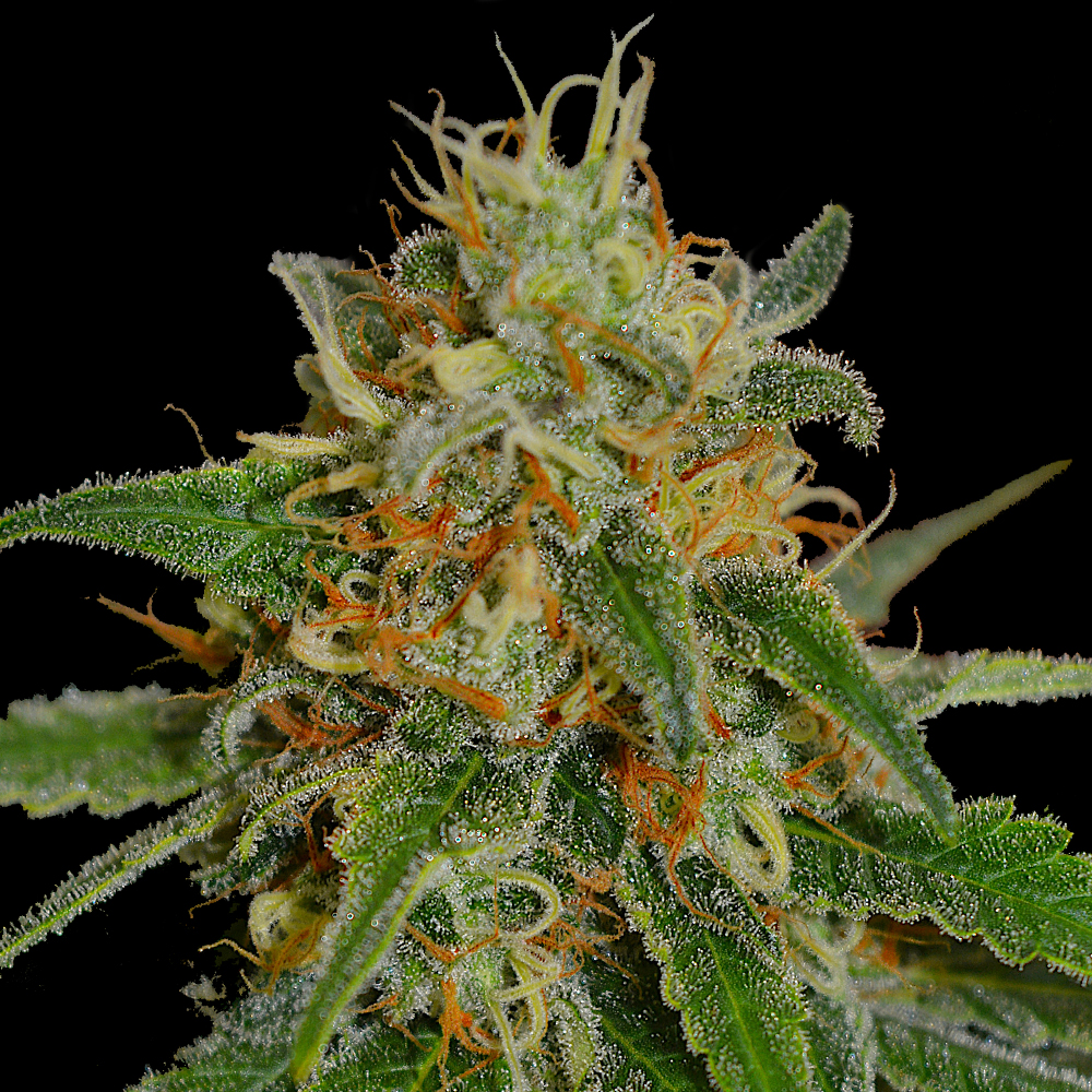 White Widow G13 Labs