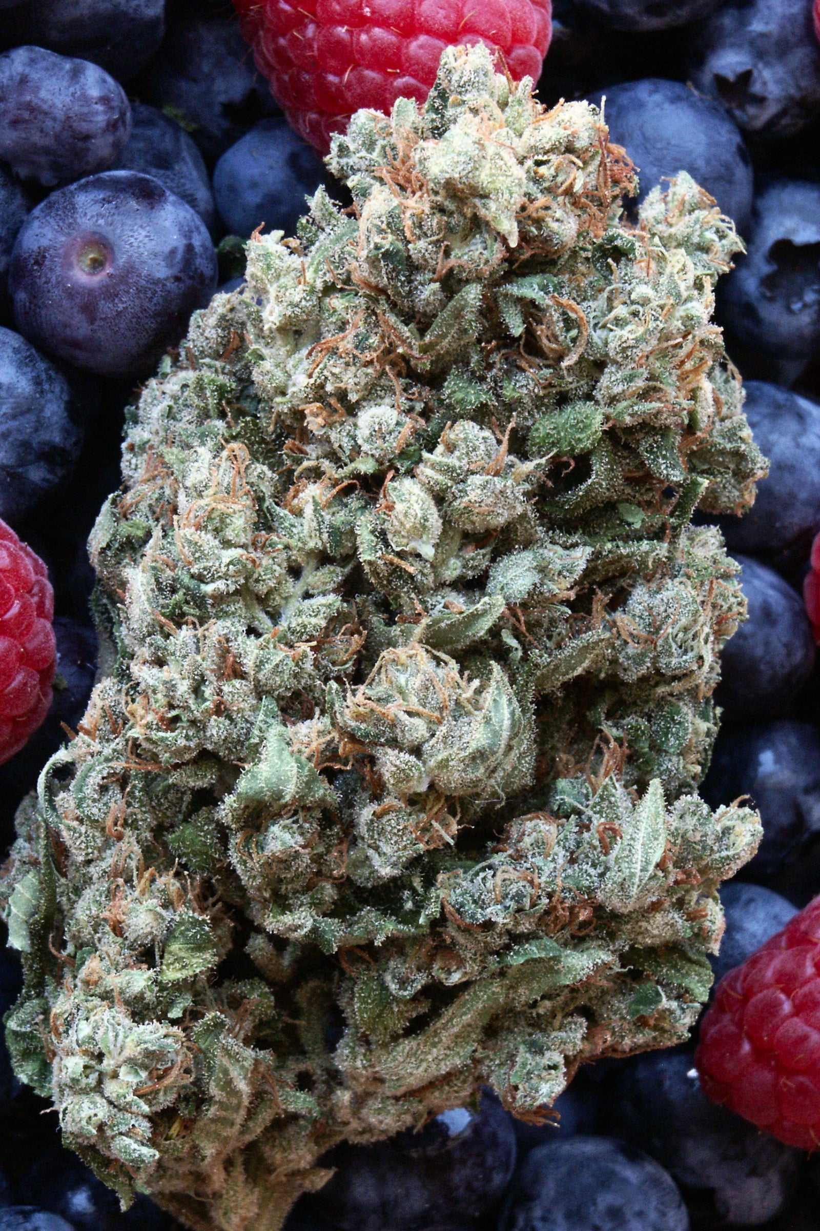 Hashberry Mandala Seeds