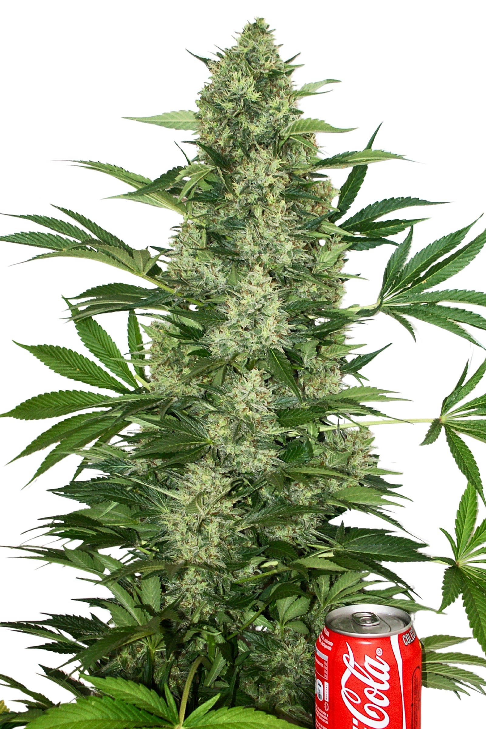 Krystalica Mandala Seeds