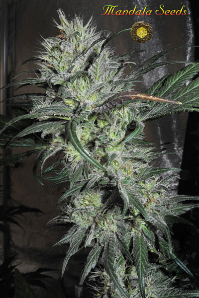 Lazy Hippie Mandala Seeds