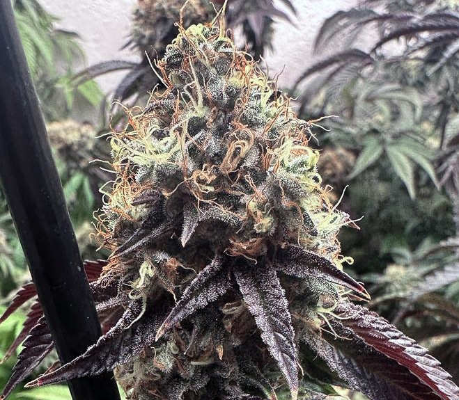 Bilbo Pound Cake Genehtik Seeds Sortenfoto