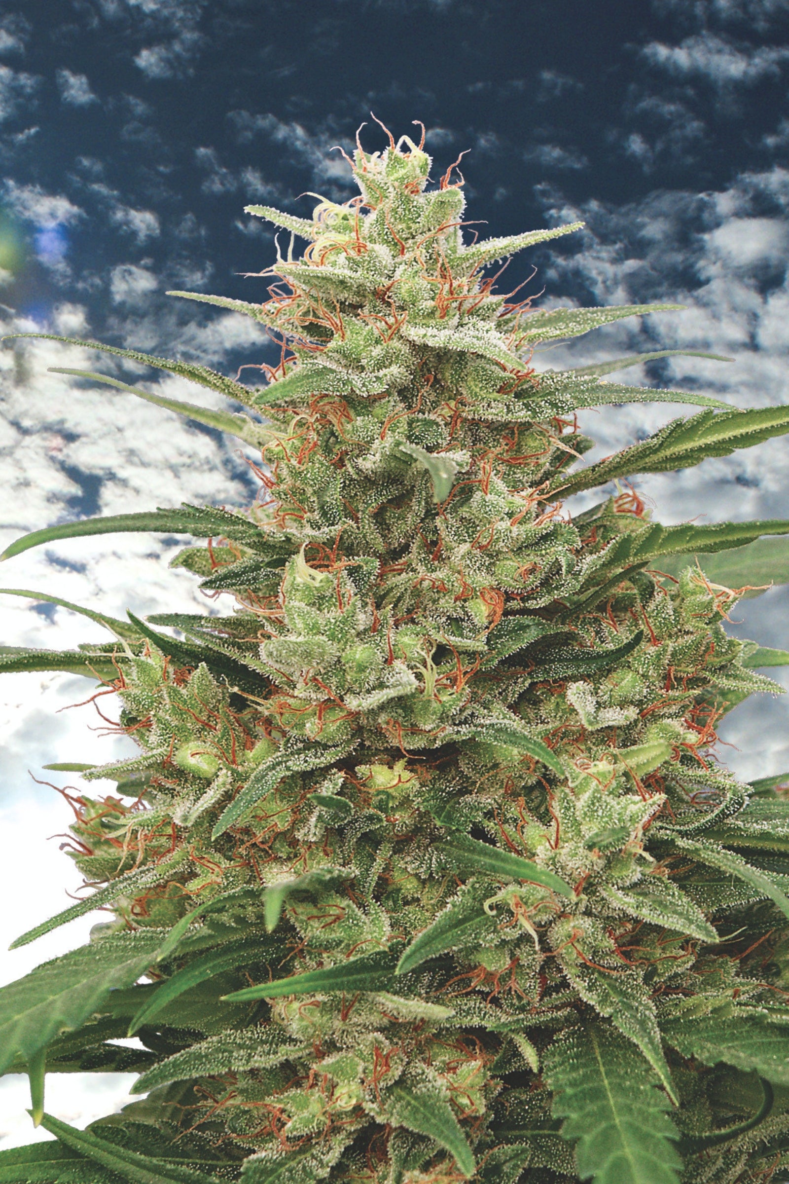Mandala #1 Mandala Seeds