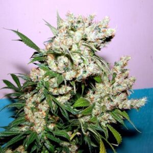 NYC Diesel Soma Seeds