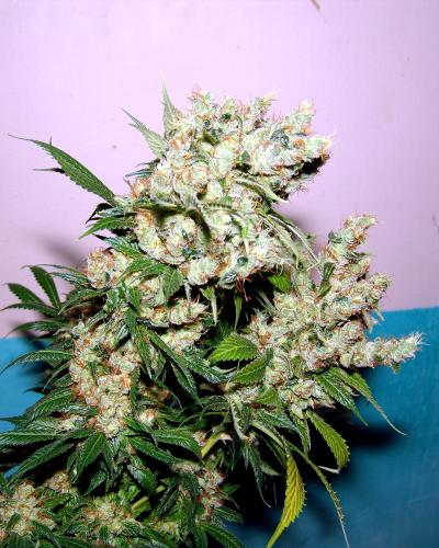NYC Diesel Soma Seeds