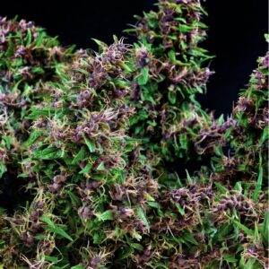 Purple Paro Valley Mandala Seeds