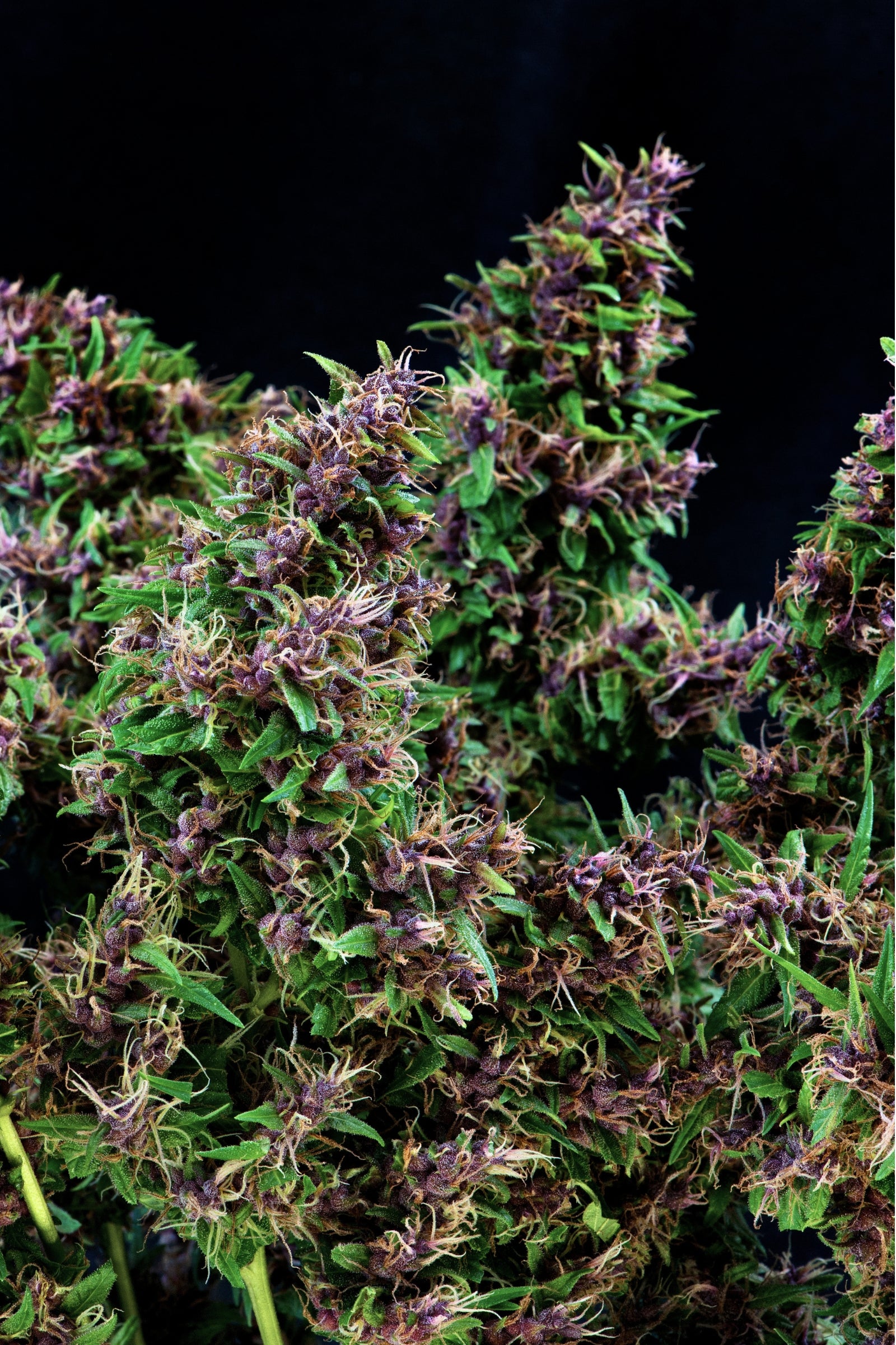 Purple Paro Valley Mandala Seeds