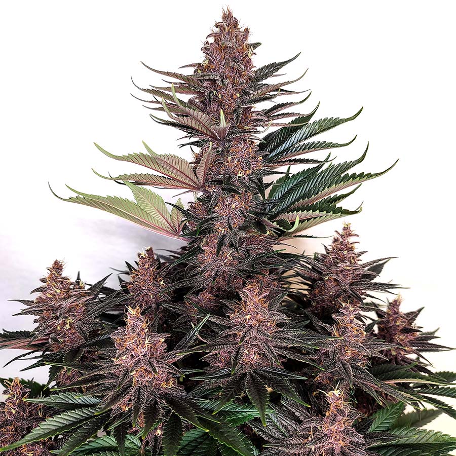 Buddha Purple Kush Buddha Seeds – offizielles Produktbild