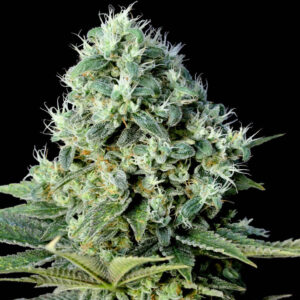Santa Bilbo Genehtik Seeds Sortenfoto