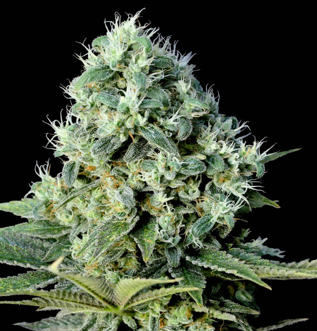 Santa Bilbo Genehtik Seeds Sortenfoto