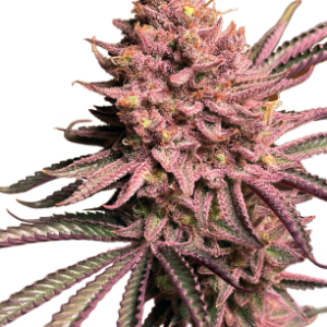 Seriotica Serious Seeds – harzreiche Blüte