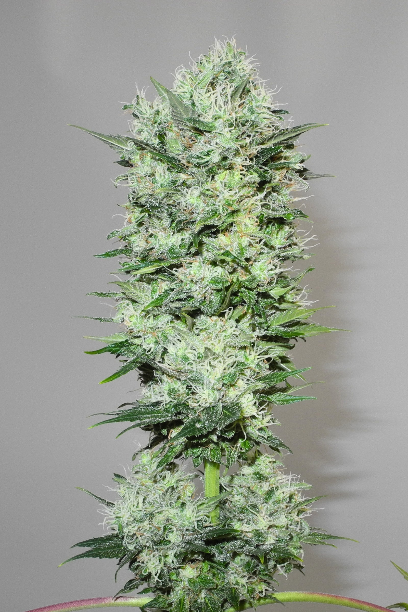 Satori Mandala Seeds