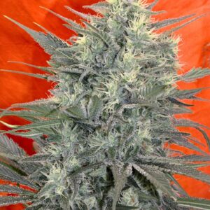 Satori Mandala Seeds