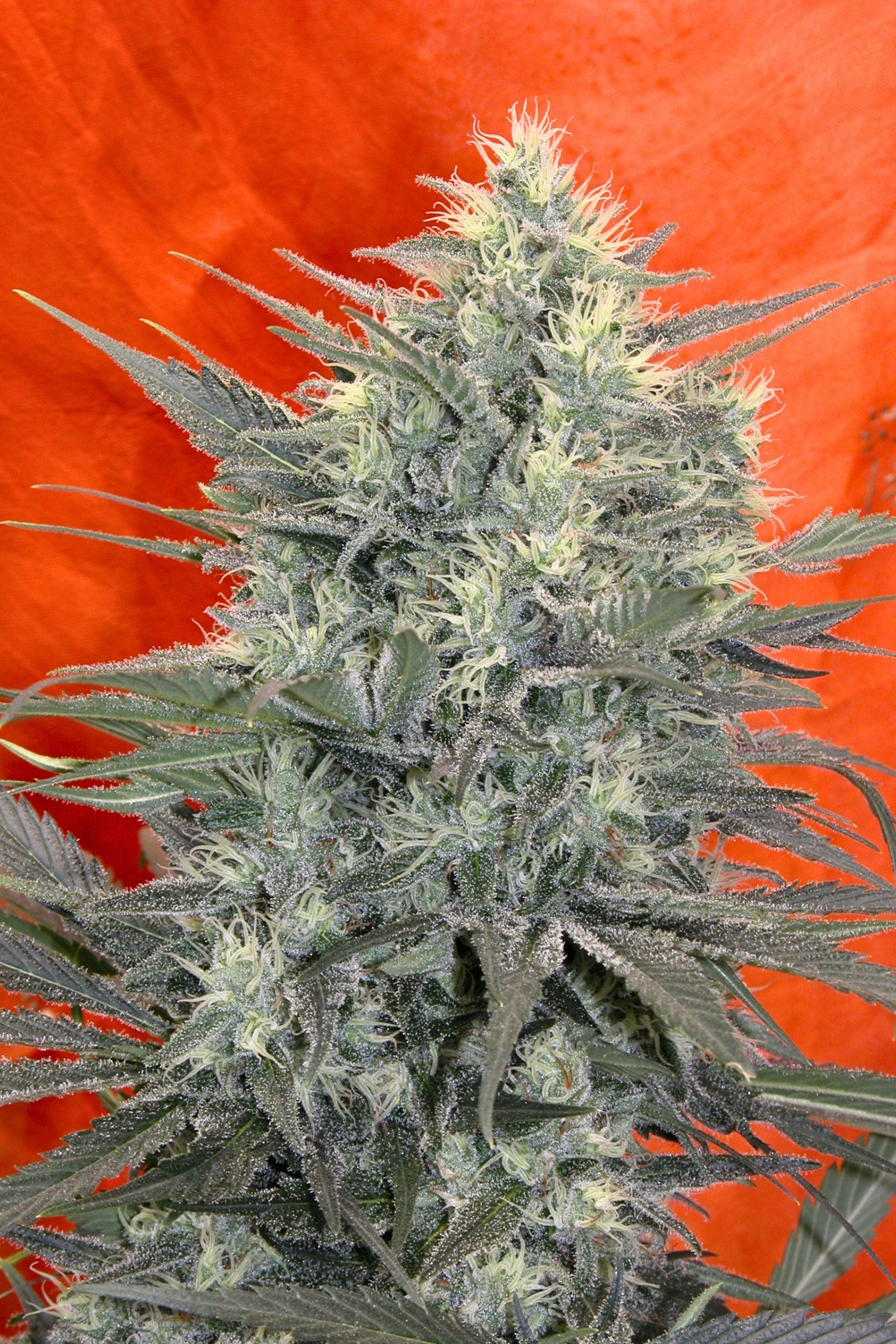 Satori Mandala Seeds