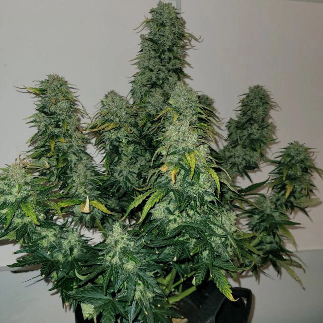 Sherbet Blast Auto Monkey Genetics