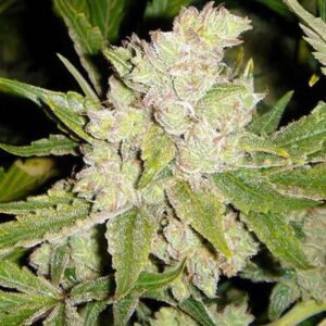 Sogouda Soma Seeds