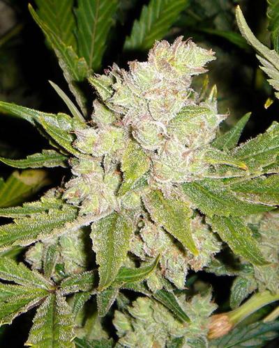 Sogouda Soma Seeds