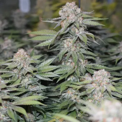 Somango Pineapple Soma Seeds