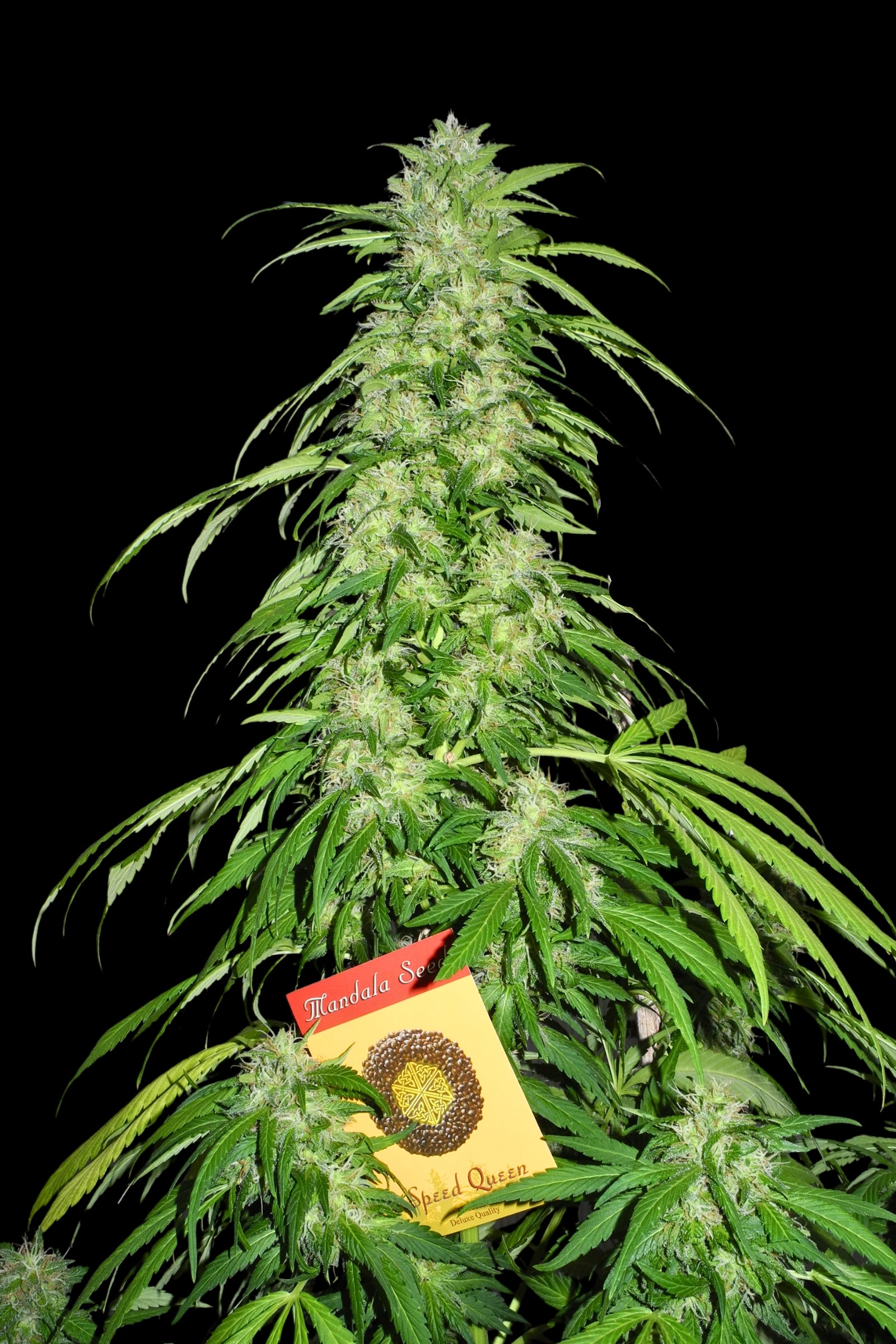 Speed Queen Mandala Seeds