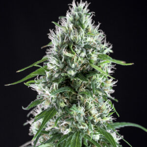 Super Silver Bilbo Genehtik Seeds Sortenfoto