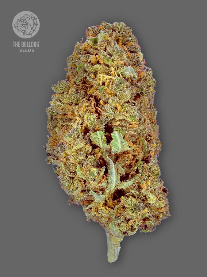 Amnesia The Bulldog Seeds Sortenfoto