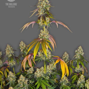 The Bulldog Cookies The Bulldog Seeds Sortenfoto